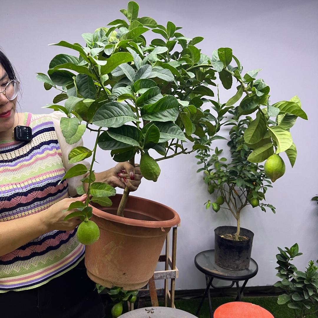 花下居沭阳县豁新花卉园艺场绿植专卖店