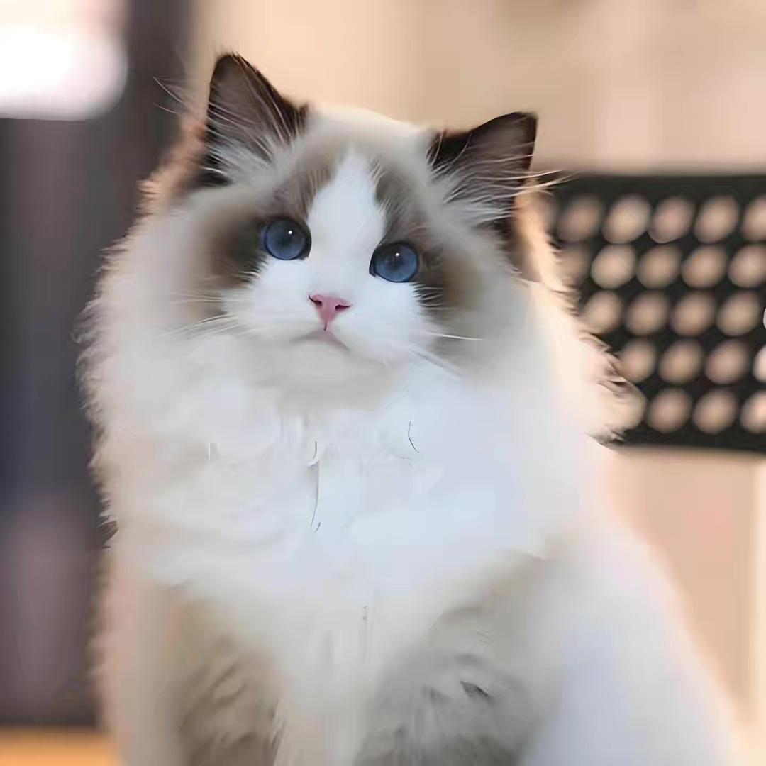 小猫笨蛋挞之猫猫小铺