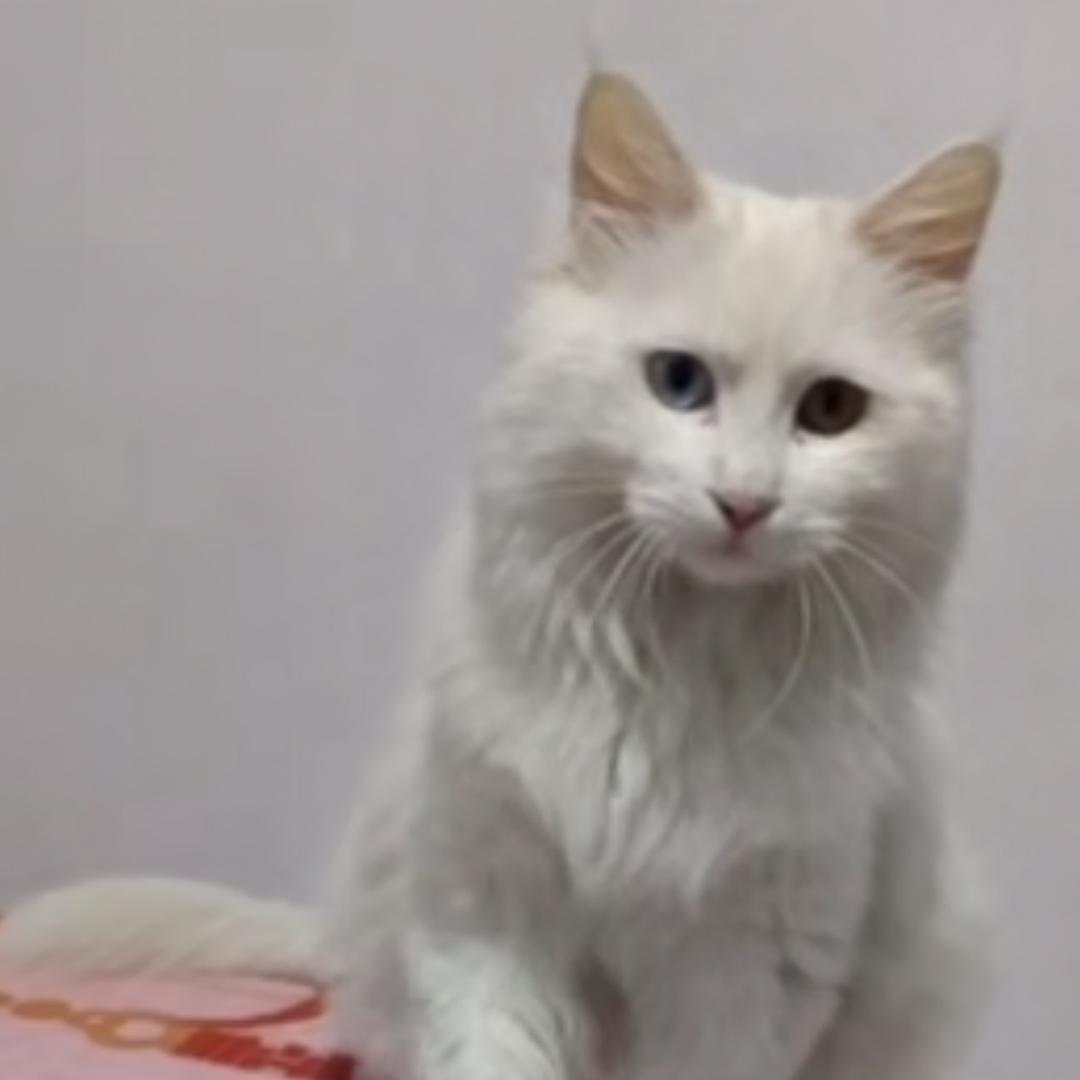 谁抱走了我的猫！