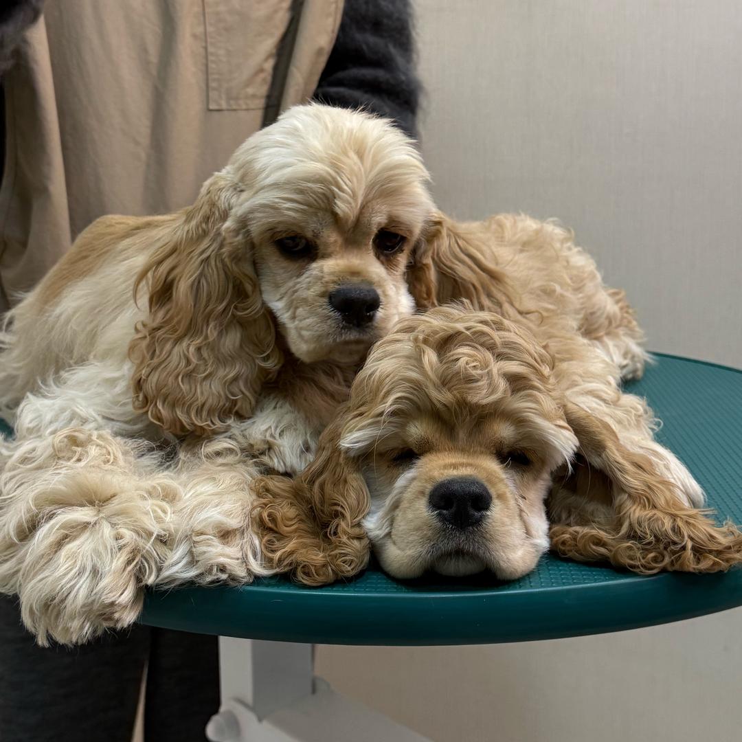 佳润贵族轻奢美卡繁育基地