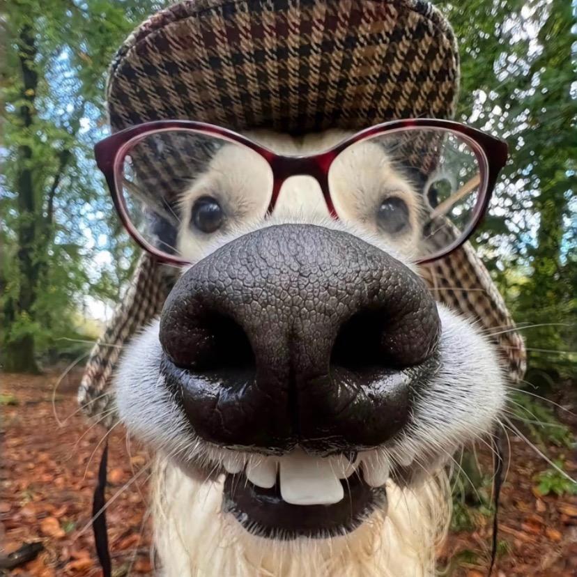 狗屎拌饭不是粑粑💩