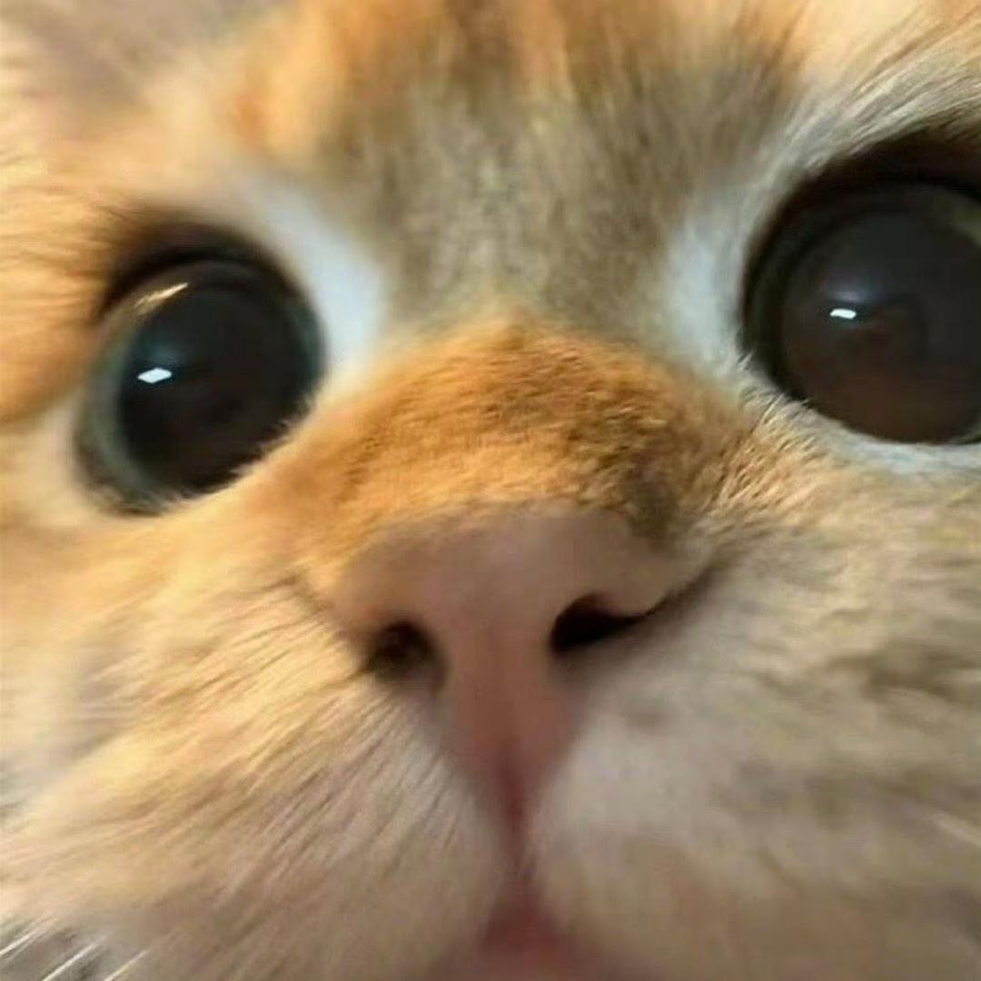 在下锅盖侠哈哈
