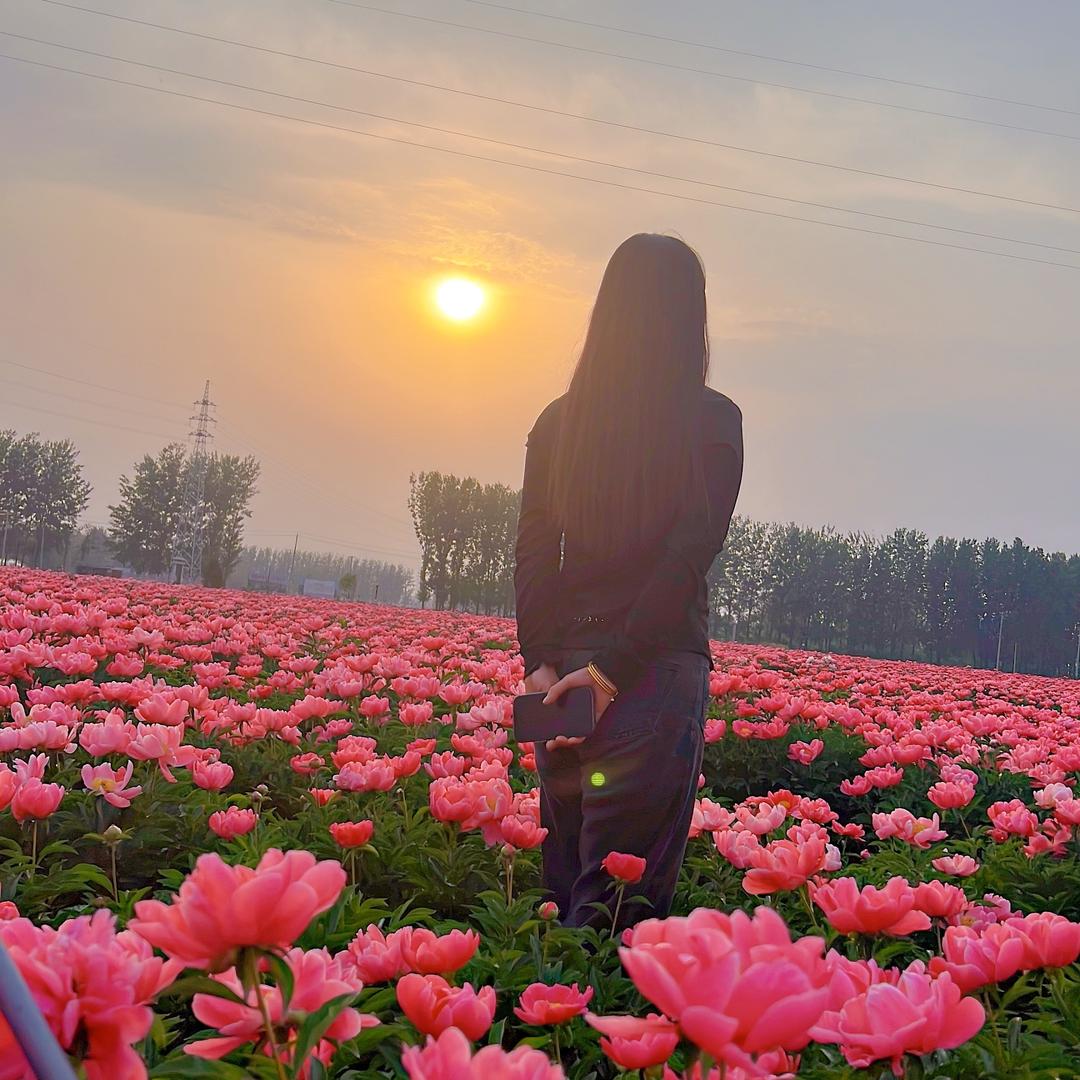 亳州 -小丁专业种植白芍