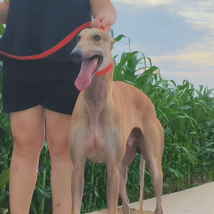 济嘉猎犬
