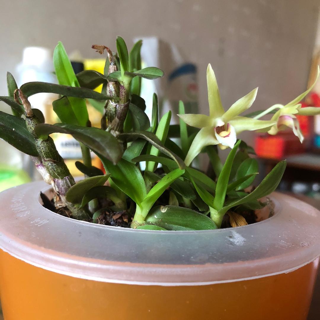 杨明武：南京虎运快运有限公司