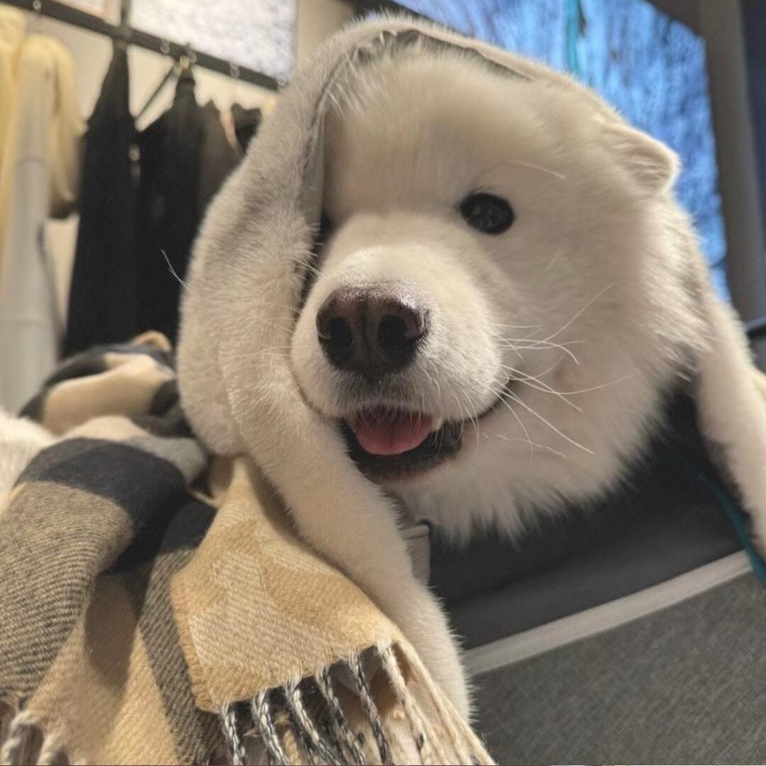 小黑🐏