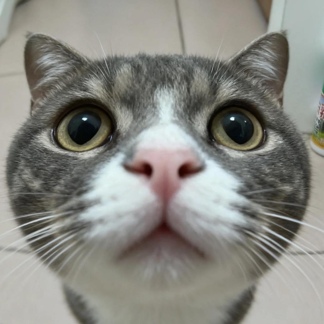 喵叽小糯🐾