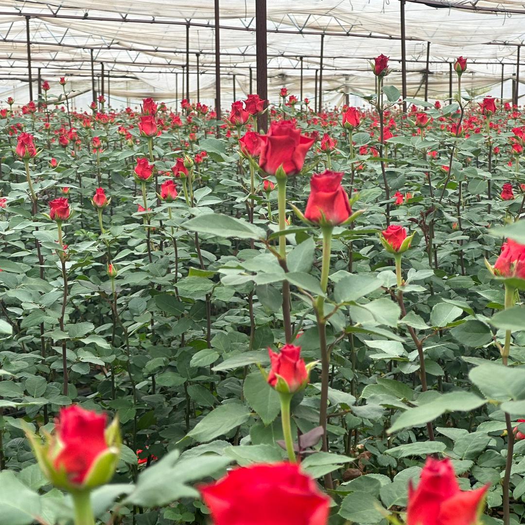 云洛花卉种苗基地