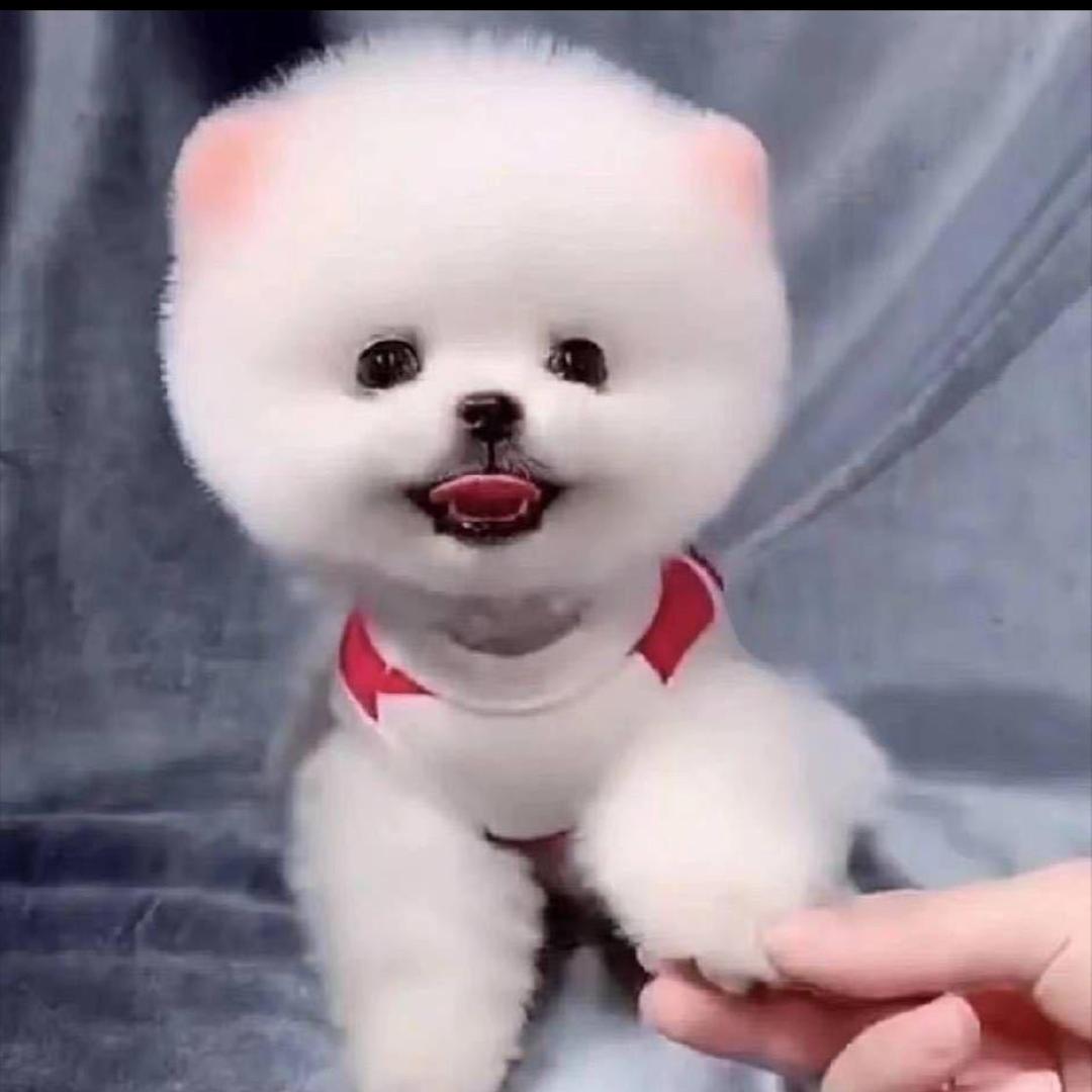 霞姐萌宠