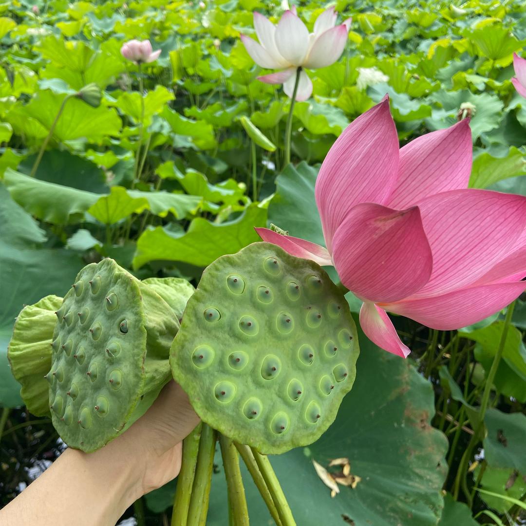 鈴醍吖