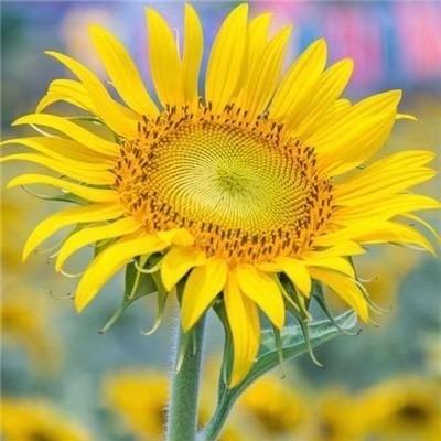 蕙质兰心💕💕【拒绝私聊】