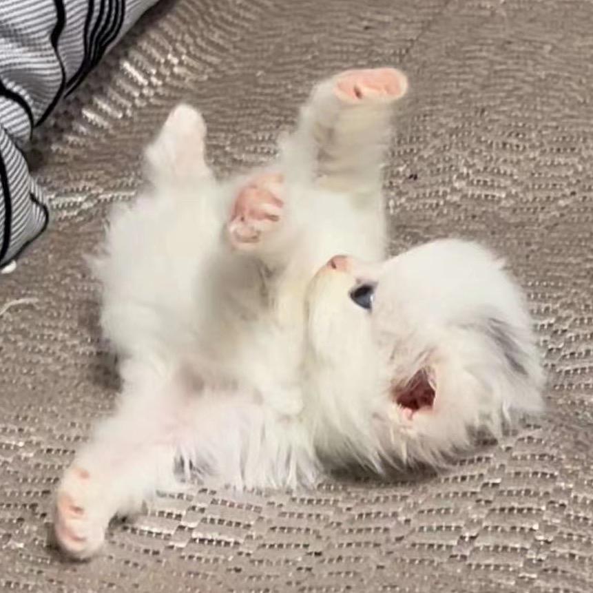 麦丽熊