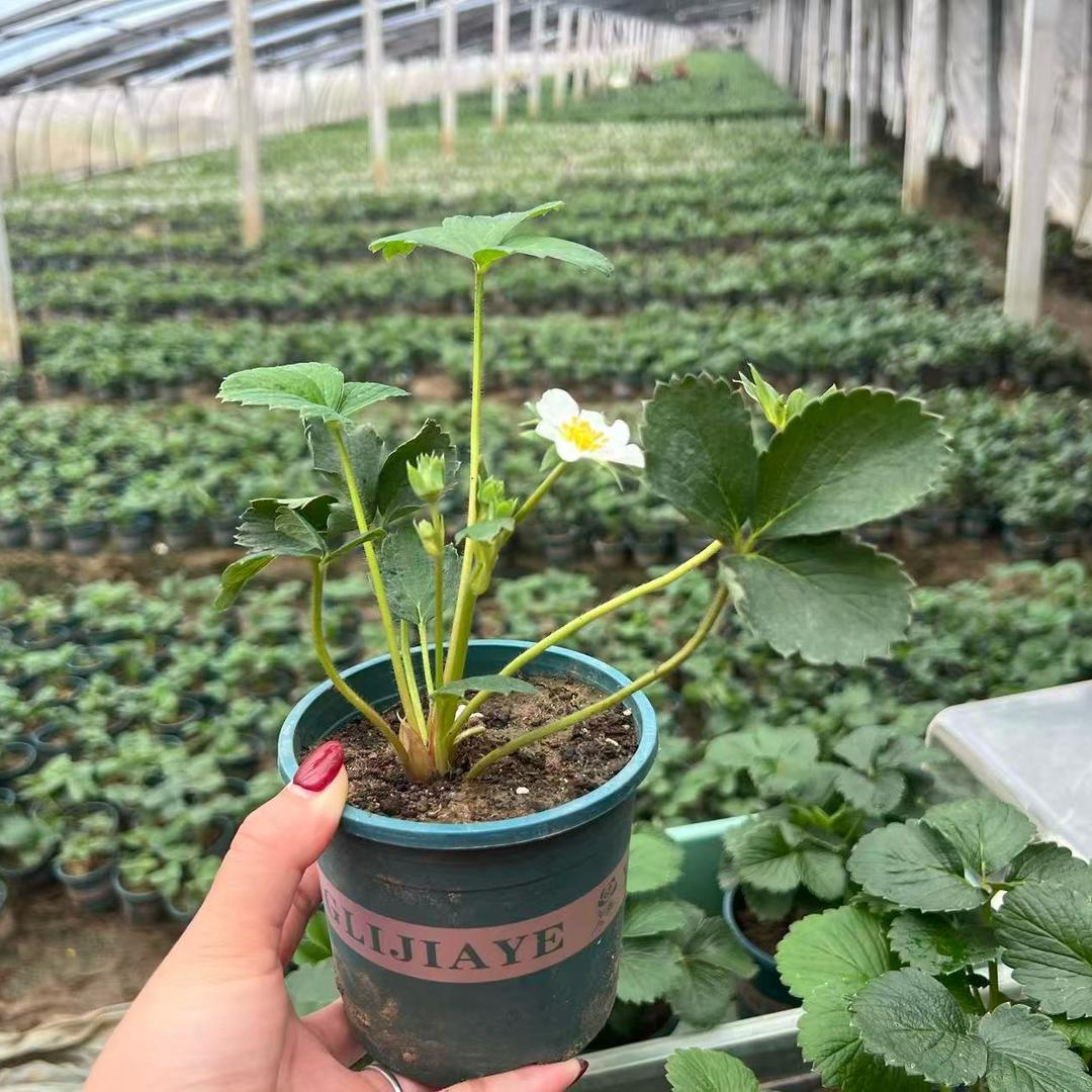 蔬菜秧苗苗(基地直发)