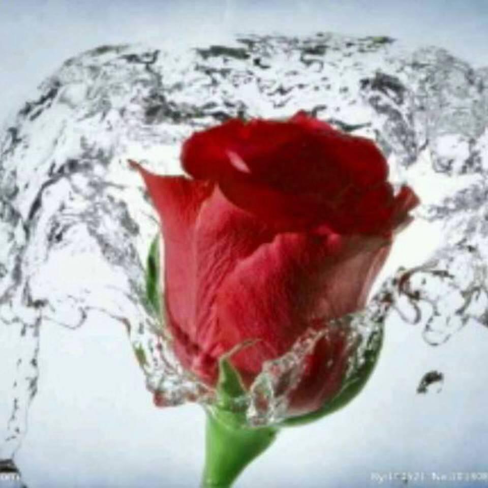 冰玫瑰🌹