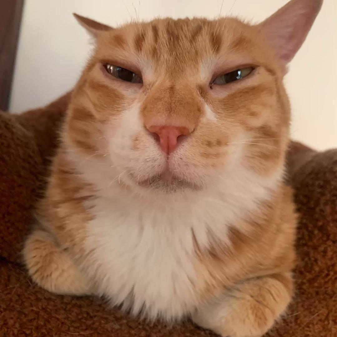 喵哥