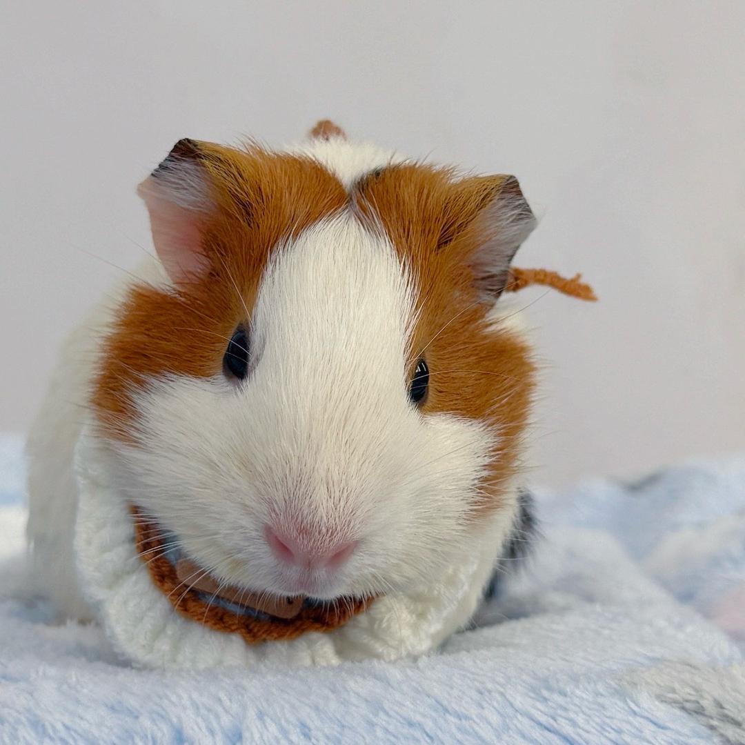 荷小豚团子泡泡🍡