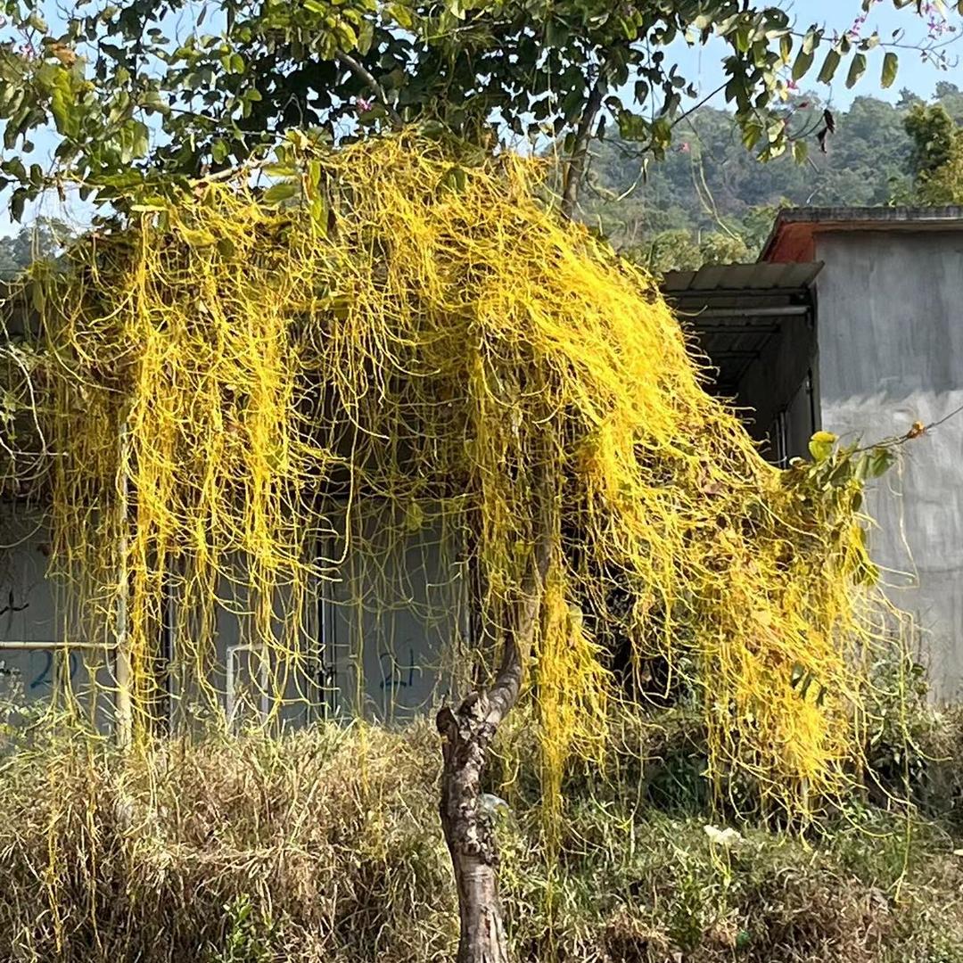 边境优品下山货