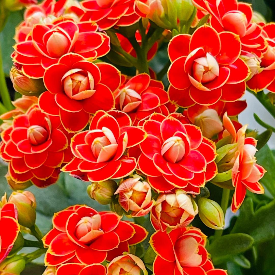 乐一花坊