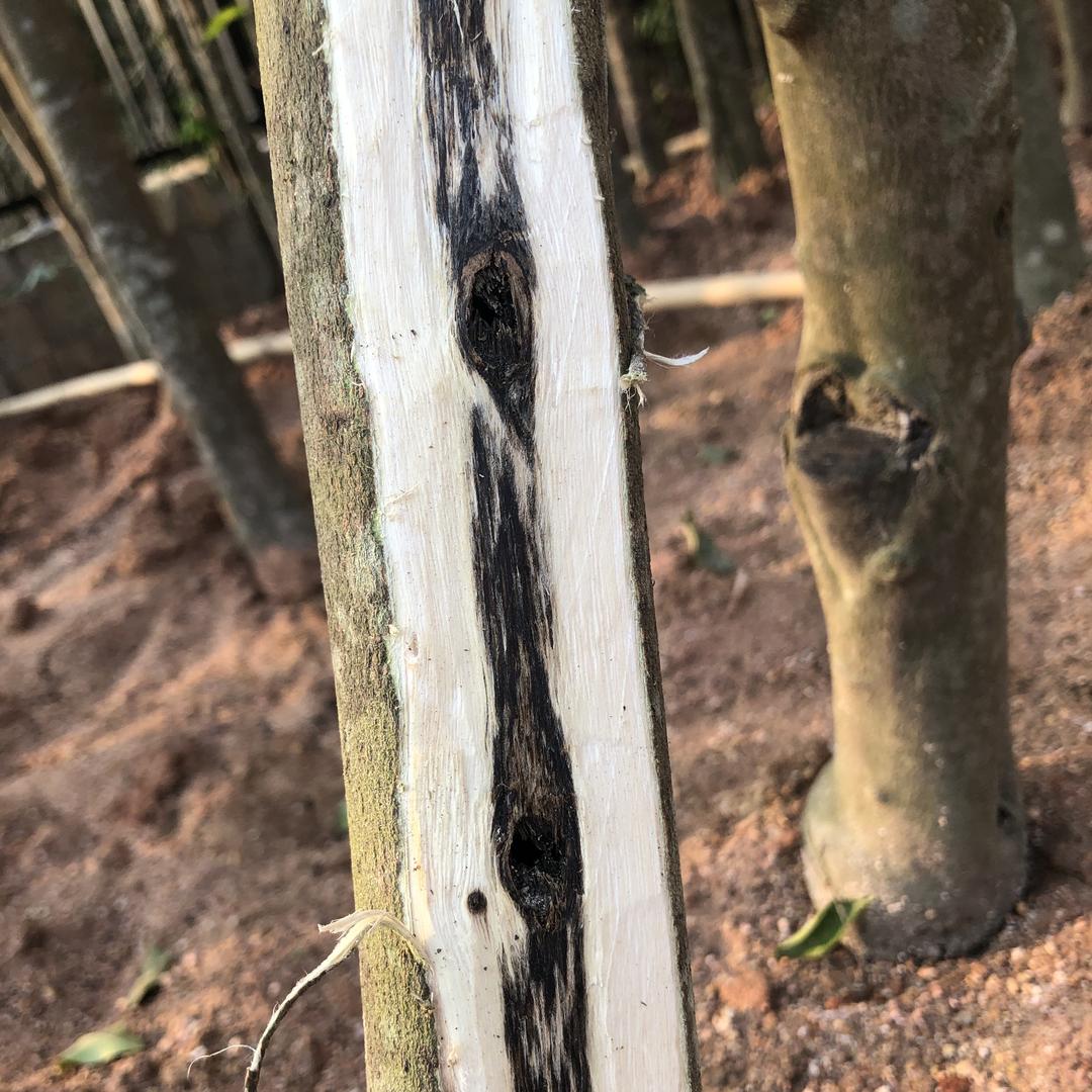 奈奈斯沉香棋楠原木