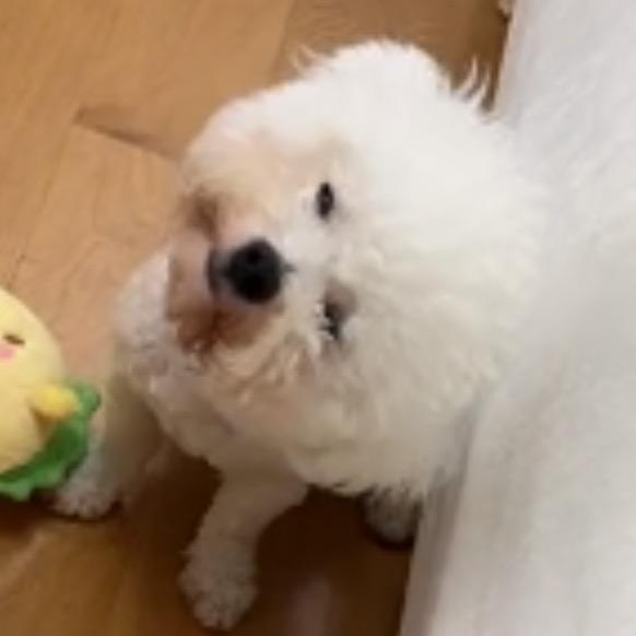 挣钱养翠花