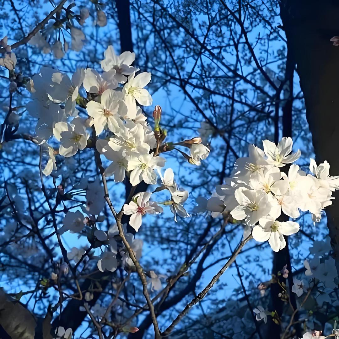 一树梨花一溪月