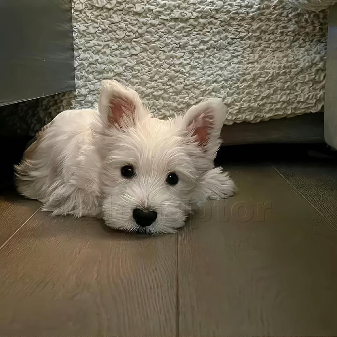 李舒白