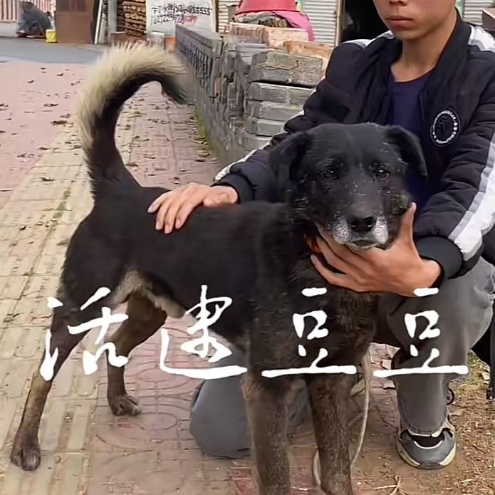 活逮豆豆 🐗🐗陈队长