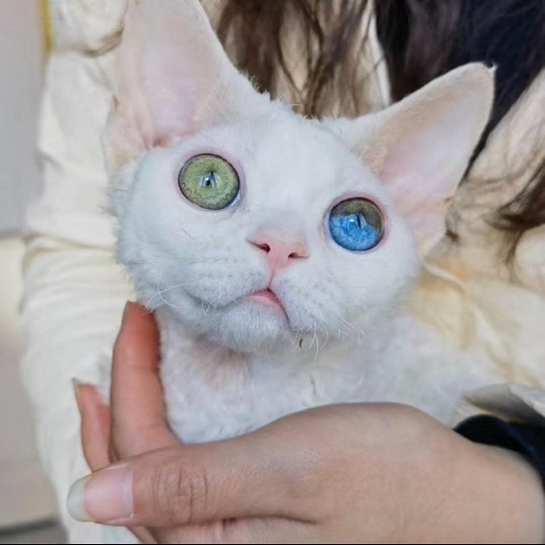 琥珀是只猫（穷养版）