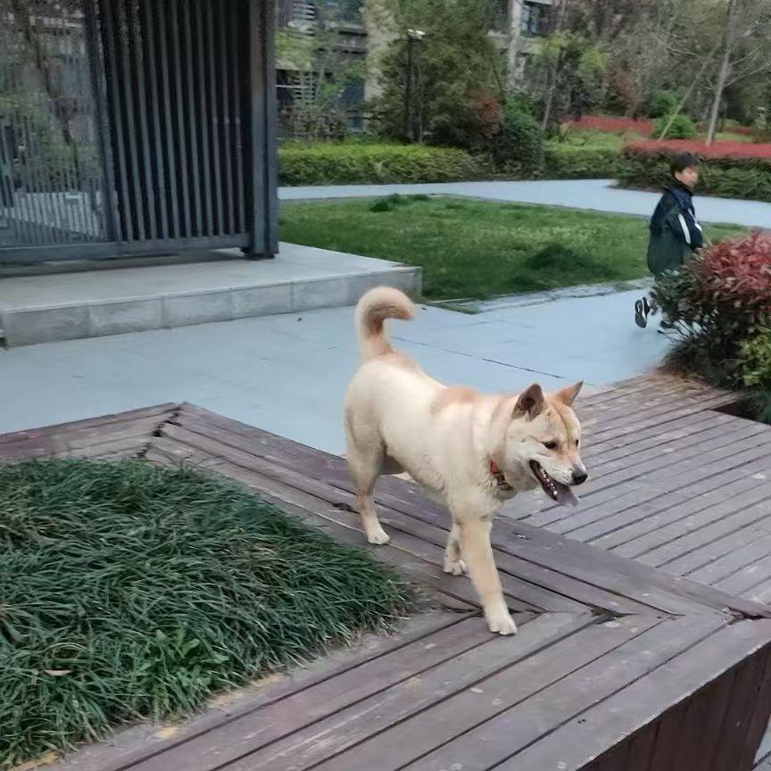 龙行天下
