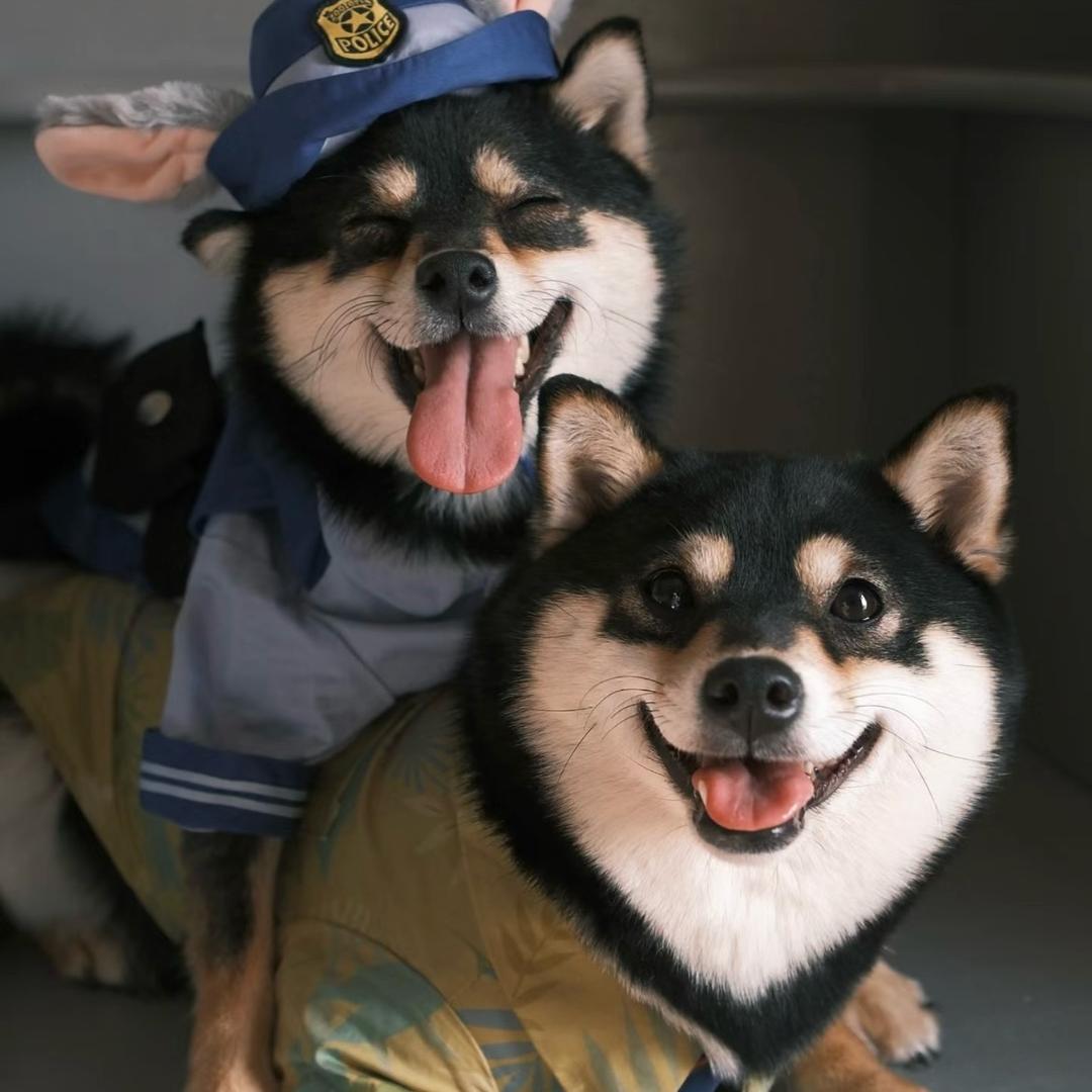 丁小猪～