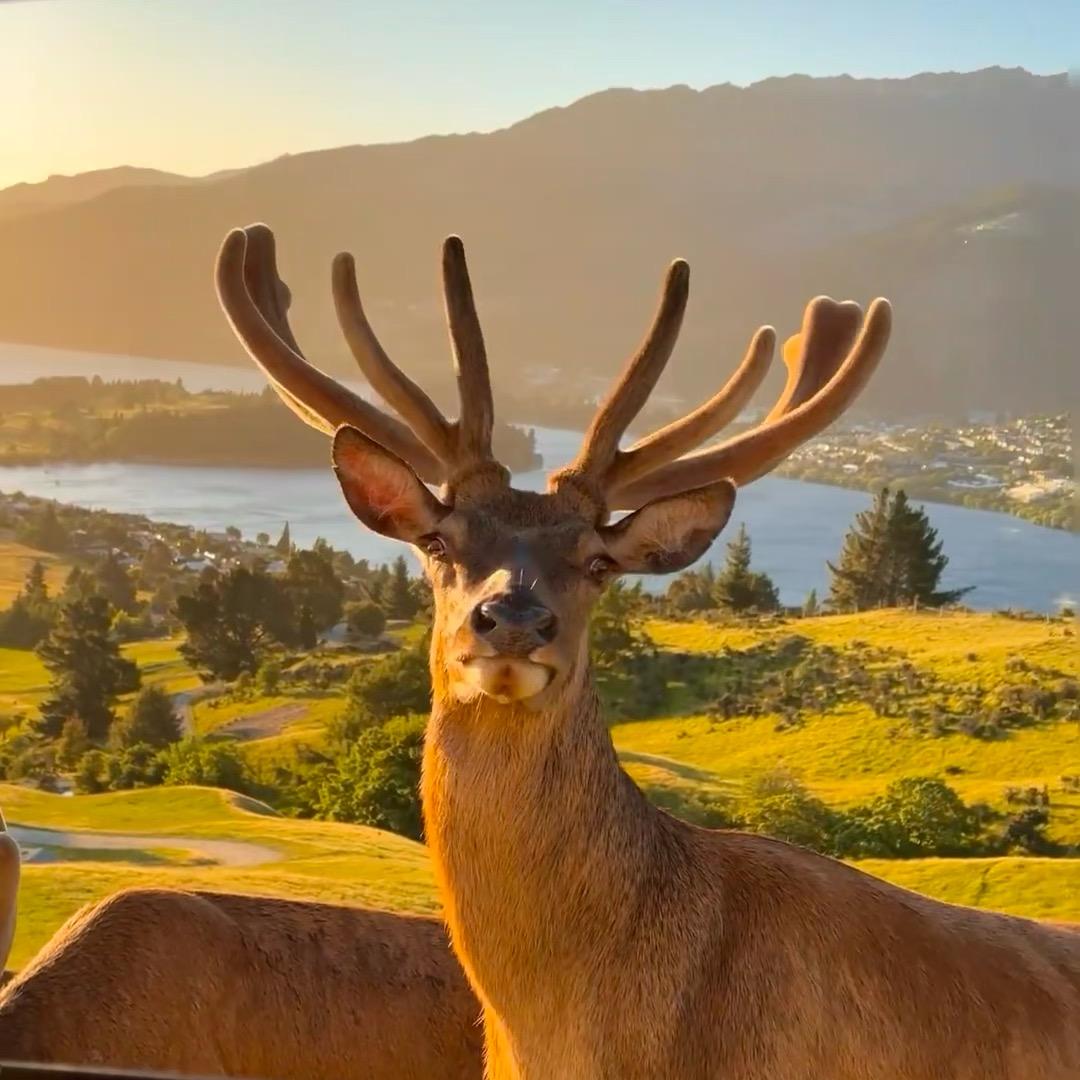 A.航小鹿（鹿产品）