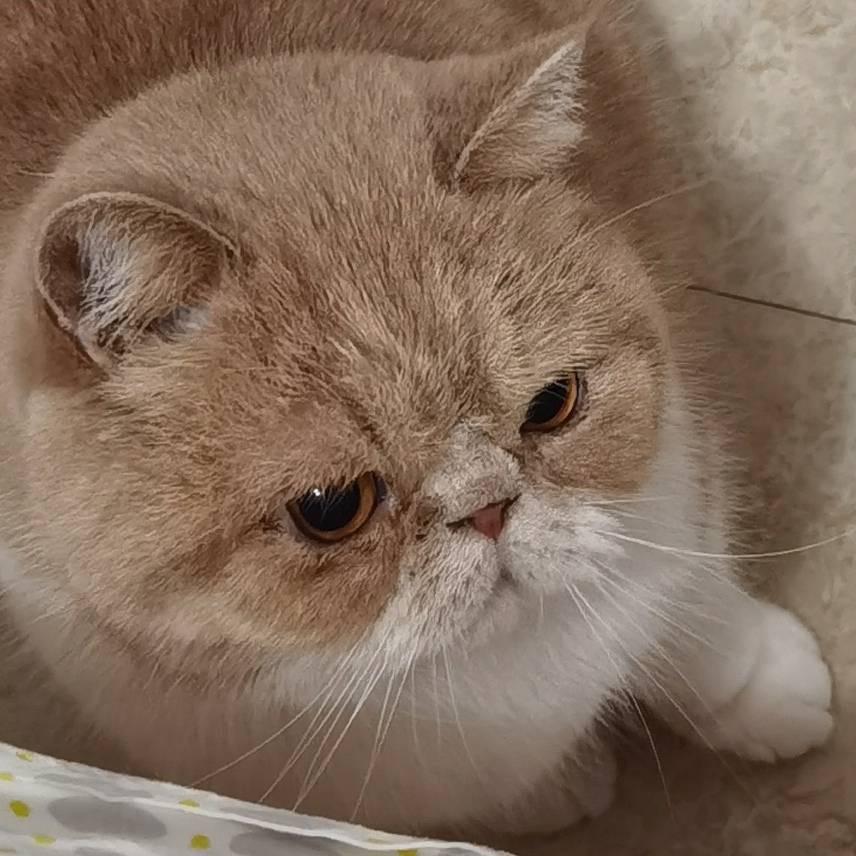 樗