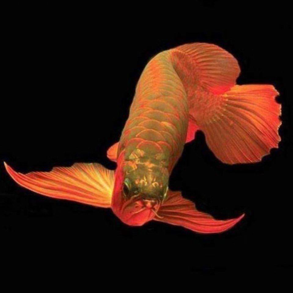飞翔🎣
