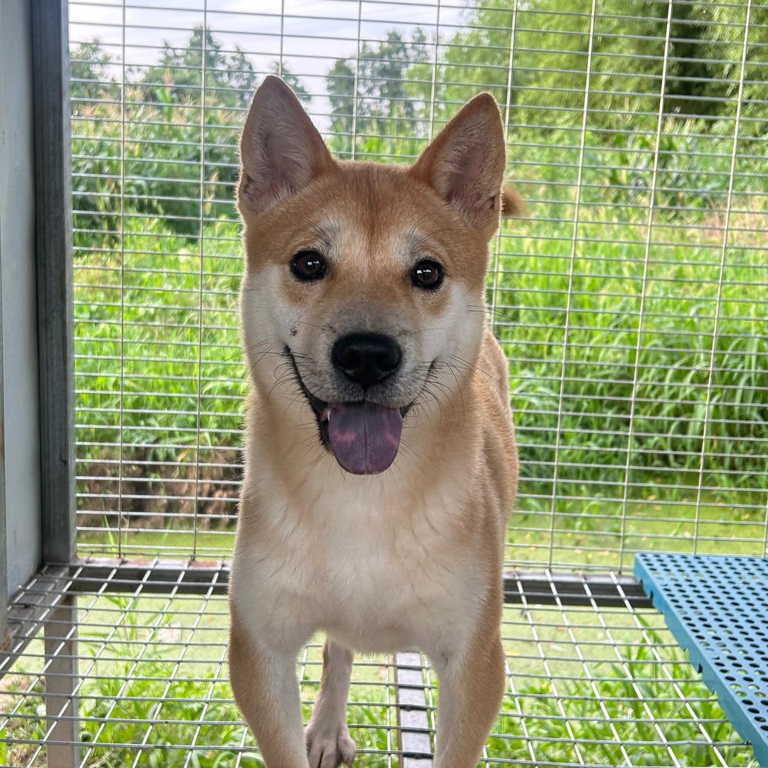 来福基地 （Mai🐶狗崽私💌）