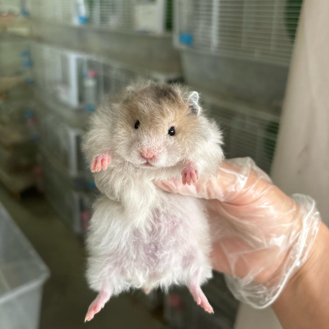 土豆～熊熊🐻（有熊）