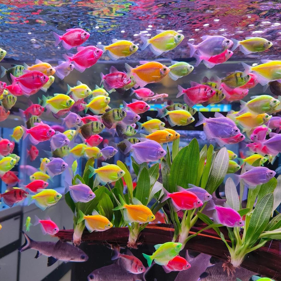 胖晴水族萌宠小铺