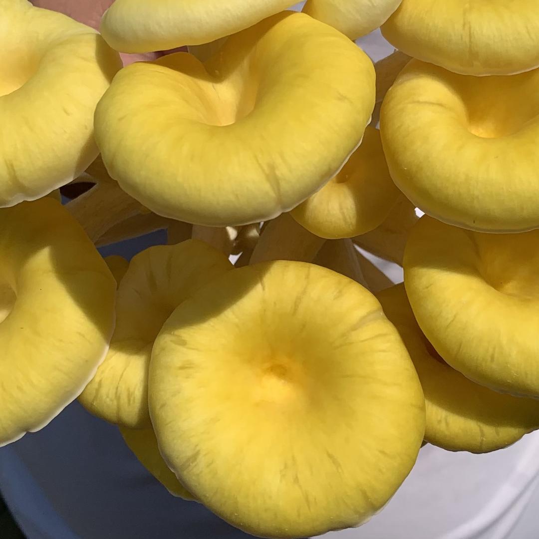 蘑菇菌包优选供应链翱飞