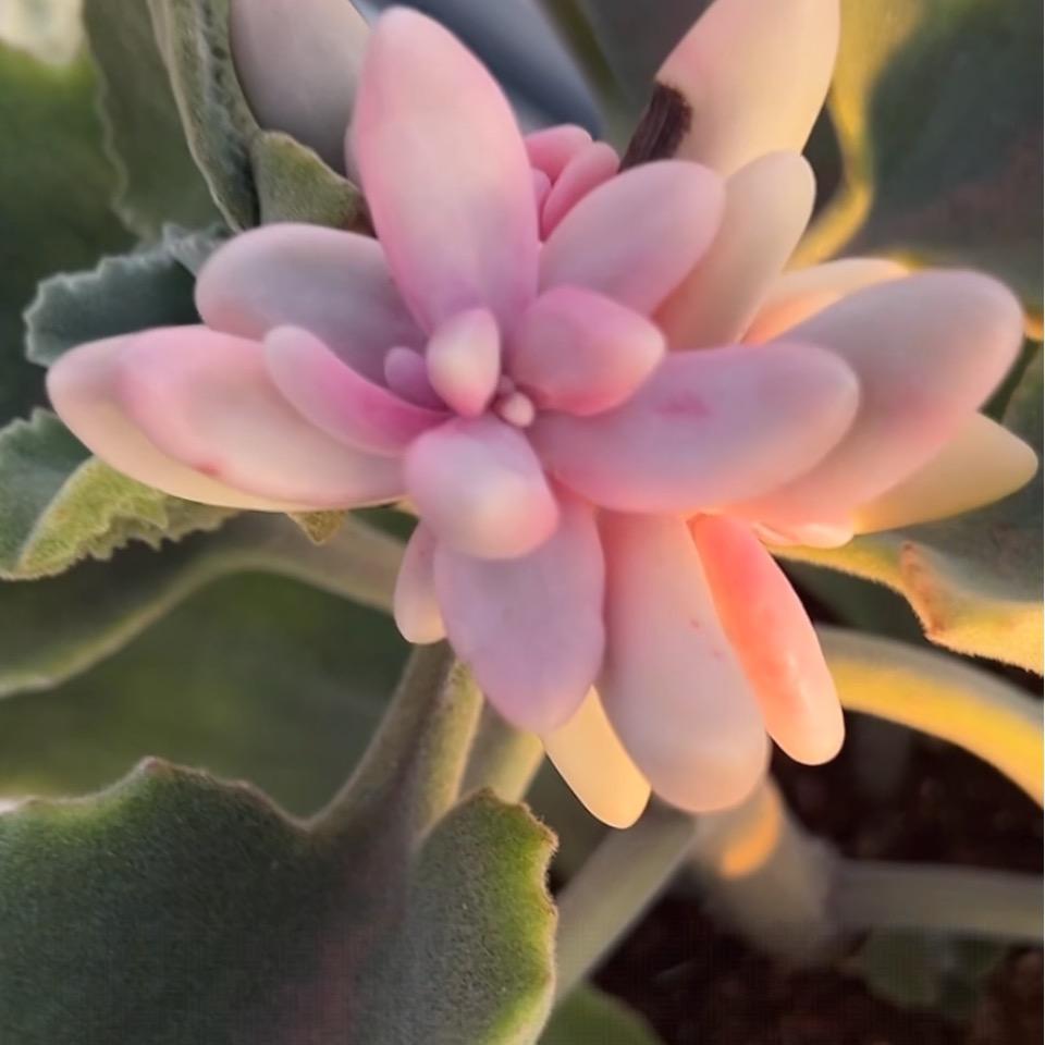 海龙🐇