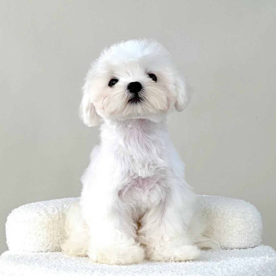 萌犬优选