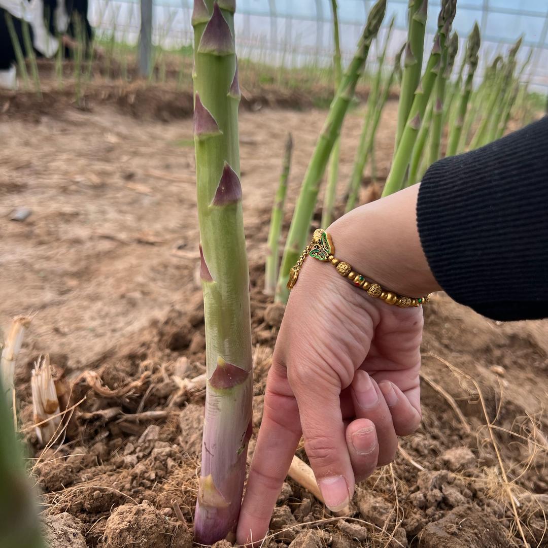 大型芦笋金蝉培育基地