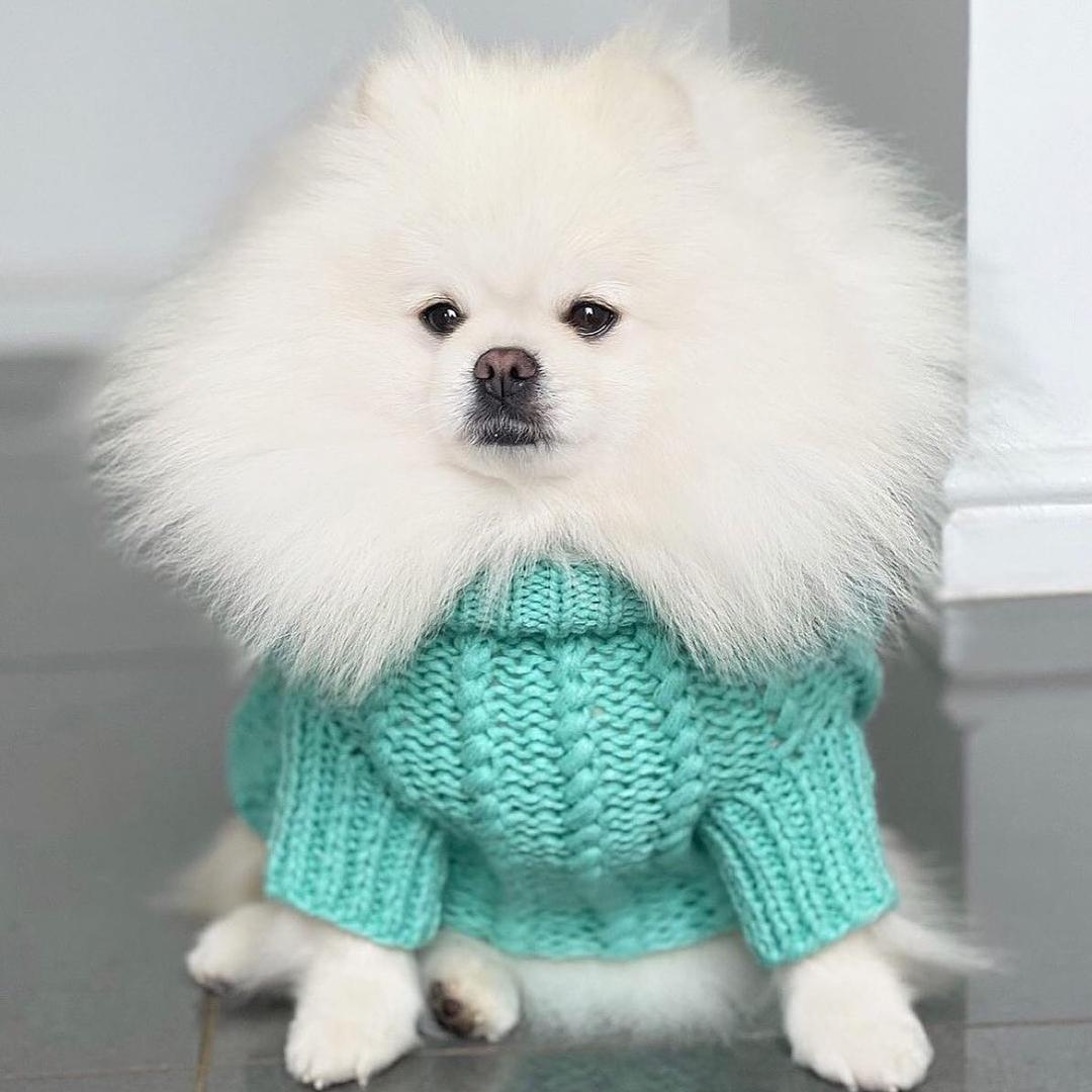 萌宠乐园🐶
