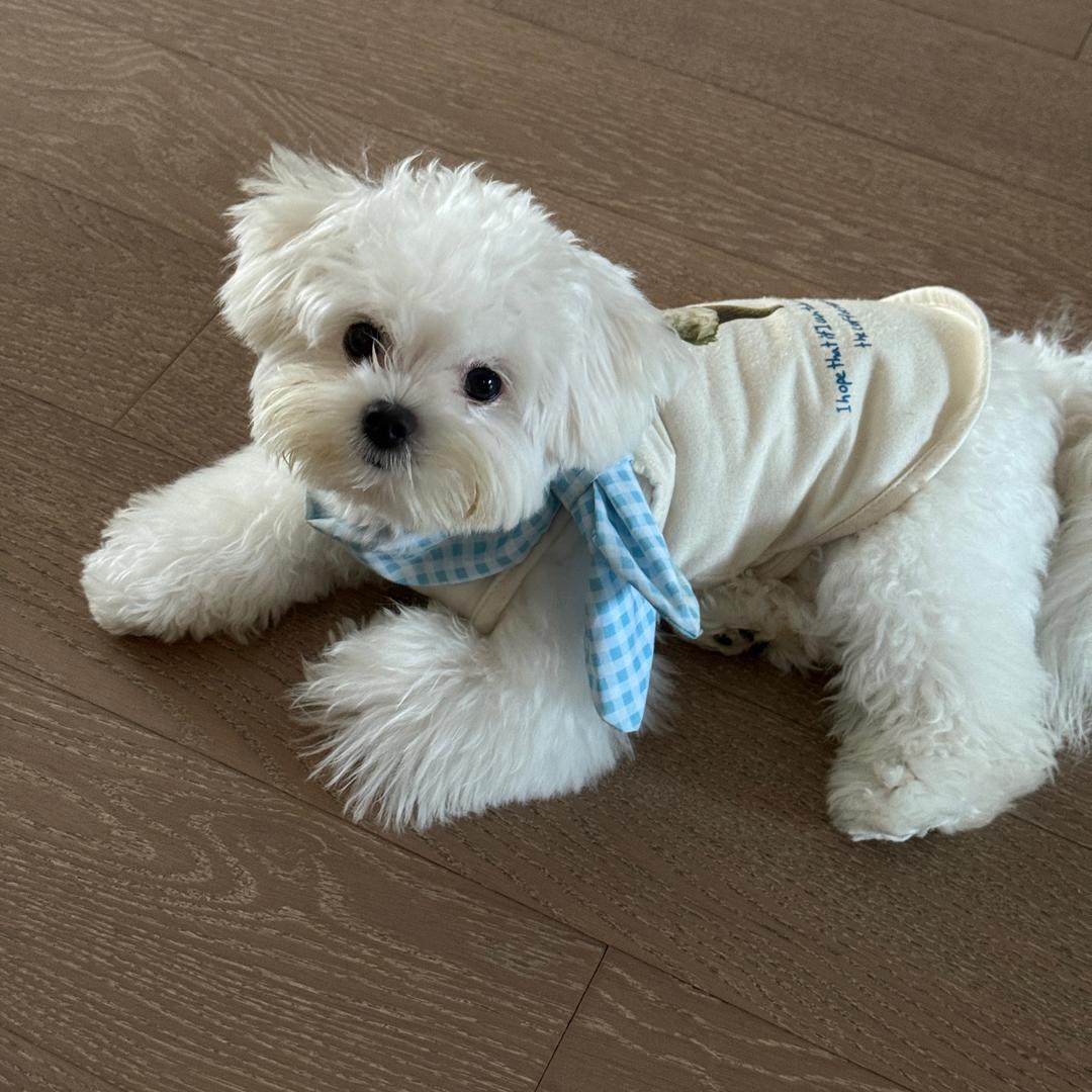 小小雪球酱