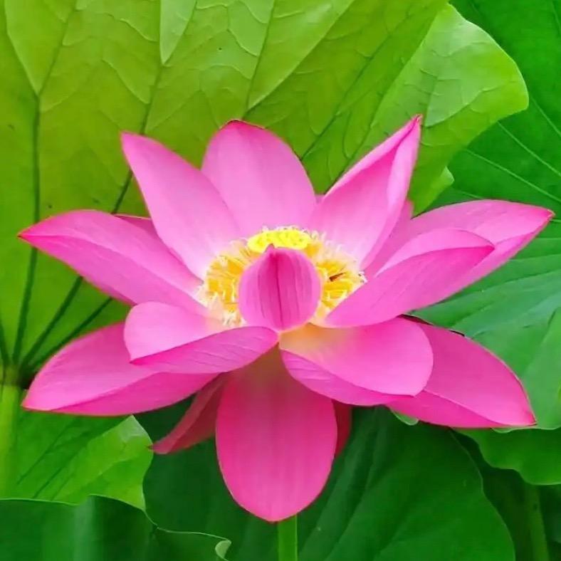 花飞漫舞