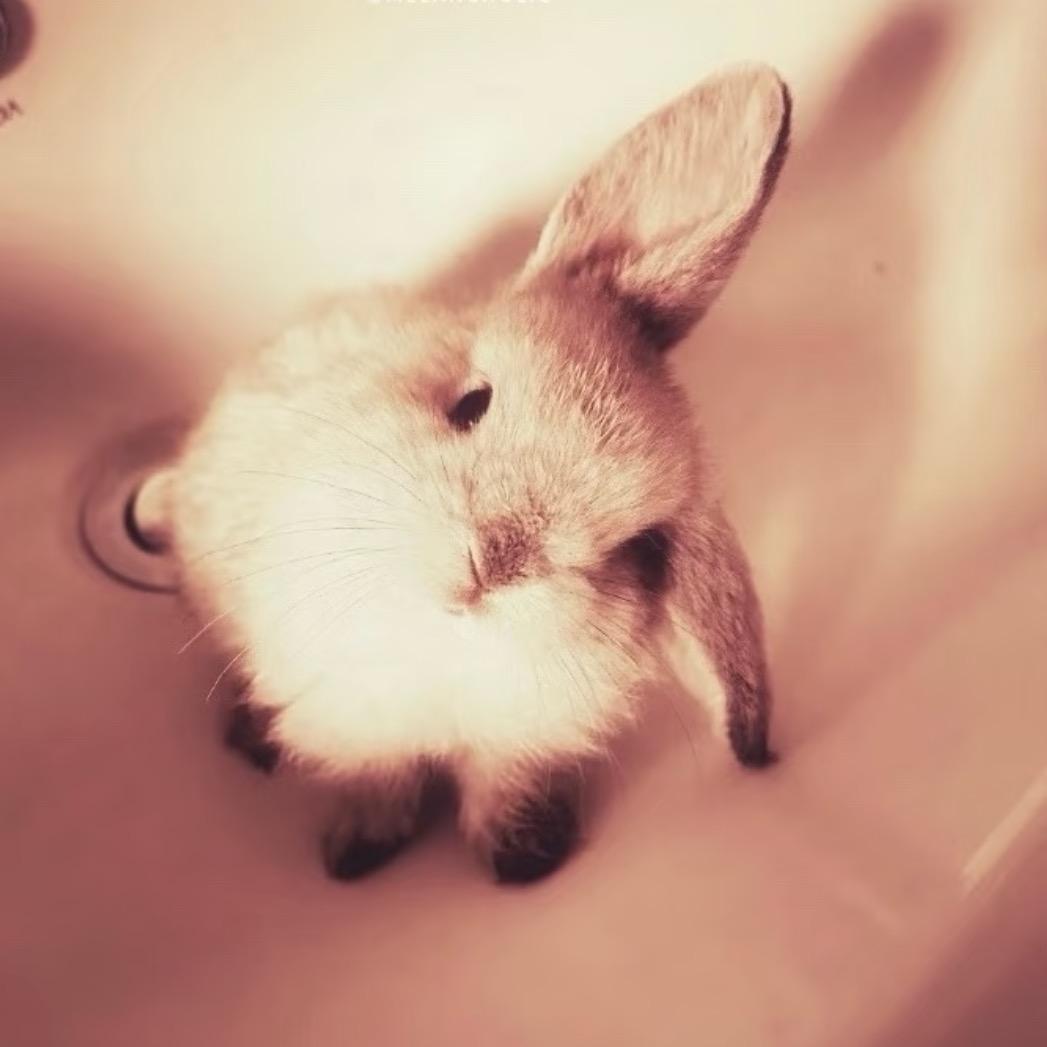 肚脐目艮