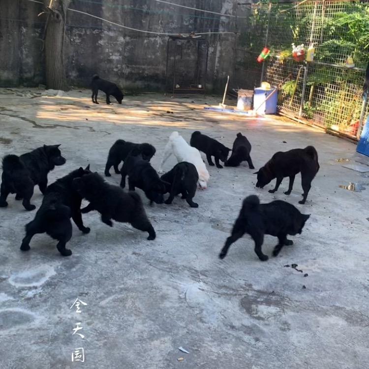 金天国犬