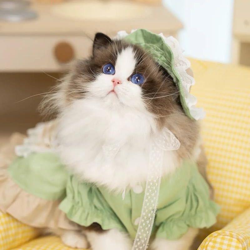 天叶猫猫-三店