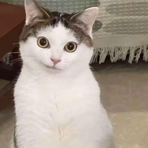 两只母老虎来财来财