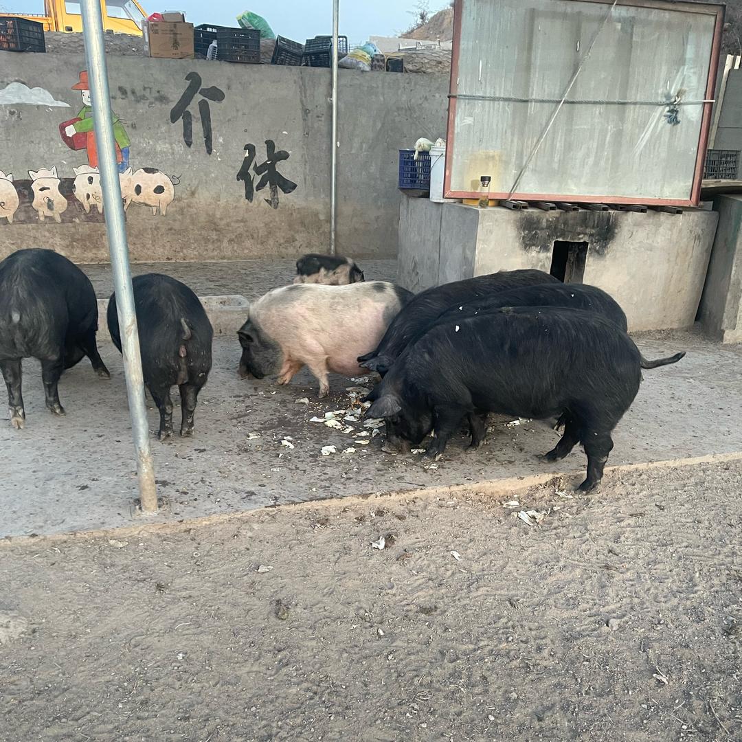 介之猪(黑猪肉店)官方号