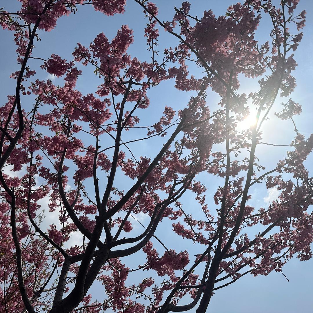 哈蜜瓜网络科技-小苹果