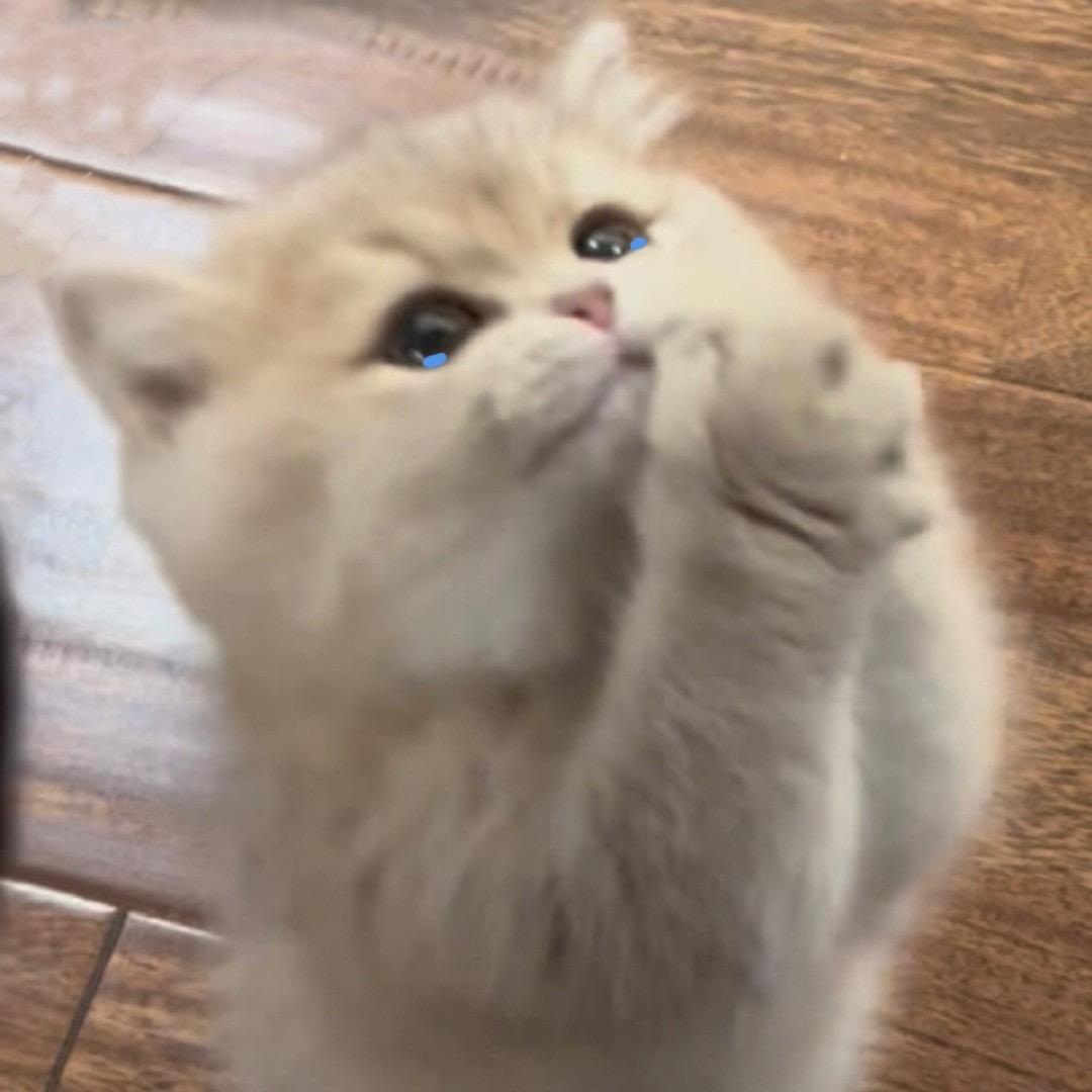 哭泣小喵